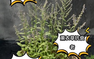 盆栽薰衣草病虫害咋防治？