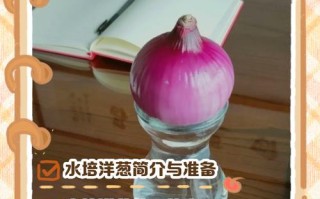 水培洋葱怎么种？图解步骤看这里！