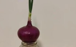 洋葱不发芽也能种盆栽吗？