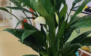 水培白掌放卧室可行吗？