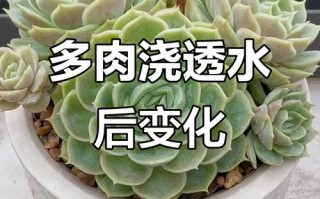 多肉浇水几天叶片能饱满？