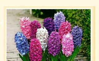 风信子球水培怎么种？