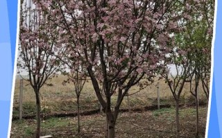 盆栽西府海棠养护要注意哪些？