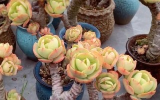 碧桃多肉开花怎么处理