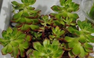 蒂亚叶子扦插怎么活？