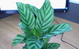 水培竹芋卷叶是缺水还是生病了？