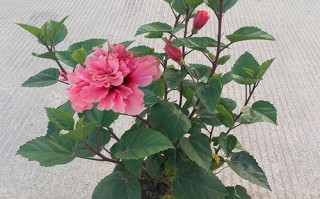 扶桑小苗用大盆栽会伤根吗？