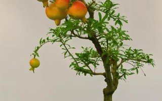 小石榴盆栽怎么养殖方法