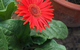 非洲菊盆栽如何养护才能复花？