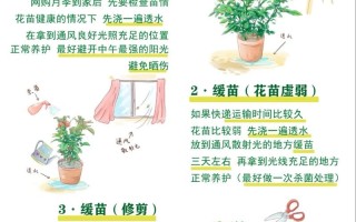 盆栽花卉如何高效繁殖养护？