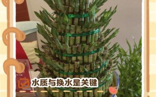 水培带根富贵竹怎么养才茂盛？