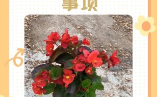 水培四季海棠怎样养殖