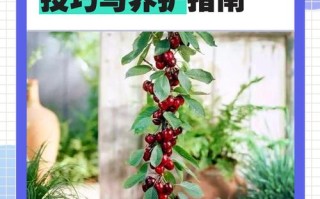 盆栽樱桃配土关键是什么？