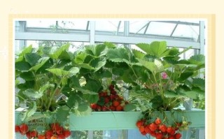 水培草莓能移栽土里吗？