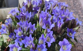 蓝色龙胆花盆栽怎么养？