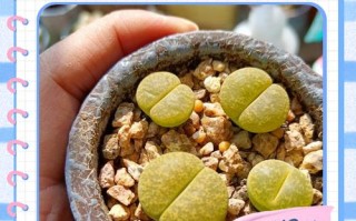 多肉叶子变小怎么办？