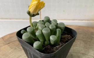 多肉五十玉玲发芽要多久？