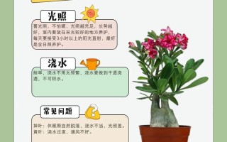 盆栽玫瑰怎么养才能长得好？