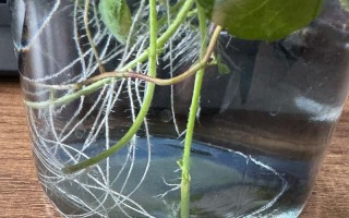 刚水培的薄荷放家里哪里合适？