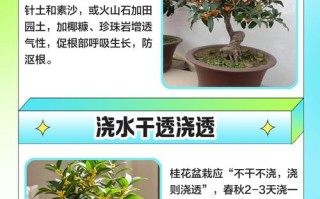 桂花盆栽冬天该不该施肥？