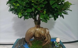 室内种人参榕盆栽真的好吗？