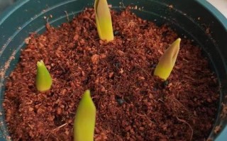 郁金香种子盆栽图片大全，能种出花吗？