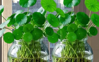 铜钱草水培土养哪个好？