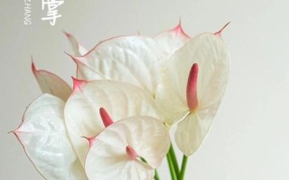 水培红掌花寿命有多长？