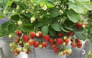 阳台草莓盆栽该施啥肥？