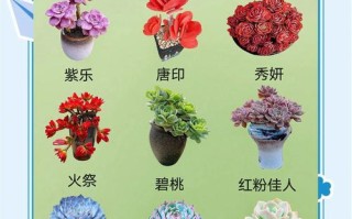 多肉植物能水养吗？哪些品种适合？