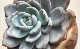 雪莲多肉怎么养才饱满？