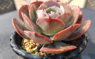 红粉苔阁多肉图片，这品种咋养这么粉？