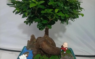 盆栽人参树如何养护出独特造型？