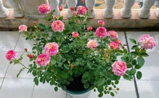 月季莫奈盆栽株高多少？