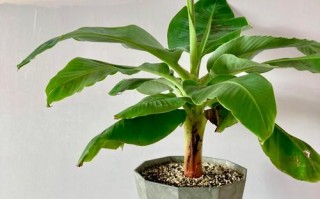 大型植物盆栽少浇水怎么养？