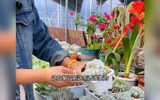 多肉白菊发根最适温度是多少？