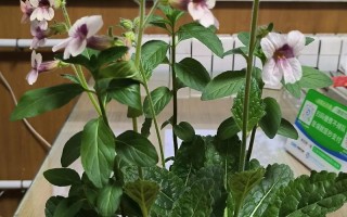 适合盆栽观赏的中草药