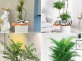 室内喜阴耐寒大型盆栽有哪些推荐？