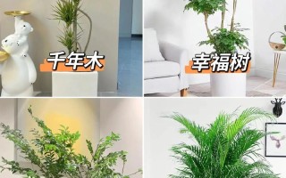 室内喜阴耐寒大型盆栽有哪些推荐？