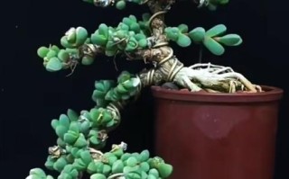 多肉鹿角海棠表面褶皱怎么办？