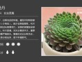 紫牡丹多肉的养殖方法
