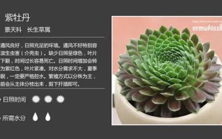 紫牡丹多肉的养殖方法