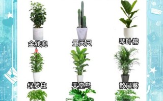 观叶组合盆栽，取名有何创意技巧？