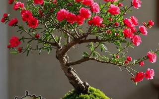 元旦盆栽梅花能开花吗？