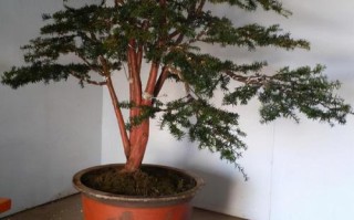 水培北方红豆杉怎么养？关键步骤有哪些？