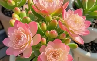 耐寒大盆栽有哪些？