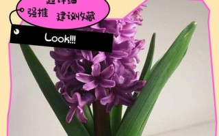 风信子水培腐烂了怎么办？