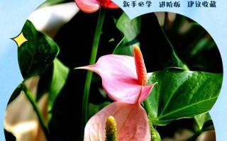 水培粉掌怎么养才能长得好？