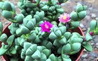 鹿角海棠图片怎么拍才好看？