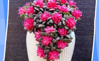 多肉冬季每天通风多久合适？